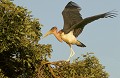 <b>Leptoptilos crumeniferus.</b>Bostwana. Marabout d'Afrique. Leptoptilos crumeniferus. Botswana. Afrique du sud. Echassier. 