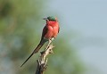 <b>Merops nubicoides.</b> Appelé également Guêpier superbe. Botswana. Guêpier carmin ou superbe. Oiseau. Botswana. Afrique du sud. 