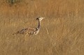 <b>Ardeotis kori.</b> Botswana. Outarde de Kori. Ardeotis kori. Botswana. Afrique du sud. 