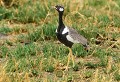 <b>Eupodotis afra.</b> Botswana. Outarde korhaan. Eupoditis afraoides. Botswana. Afrique du sud. Oiseau. Grand échassier. 