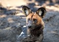 <b>Lycaon pictus.</b> Botswana. Lycaon. Lycaon pictus. Botswana. Afrique du sud. 