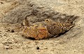 <b>Pterocles burchelli.</b> Botswana. Ganga de Burchell. Pterocles burchelli. Botswana. Afrique du sud. 