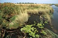 <b>Delta de l'Okavango.</b> Delta de l'Okavango. Botswana. 