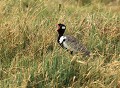 <b>Eupodotis afraoides.</b> Botswana. Outarde korhaan. Eupodotis afraoides. Botswana. Afrique du sud. 