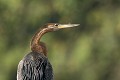 <b>Anhinga rufus.</b> Botswana. Anhinga roux, oiseau serpent. Botswana. 