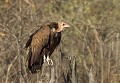 <b>Necrosyrtes monachus.</> Botswana. Vautour charognard. Necrosyrtes monachus. 