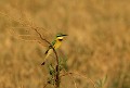 <b>Merops pusillus.</b> Botswana. Guêpier nain. Merops pusillus. 