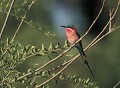 <b>Merops nubicoides.</b> Ou guêpier superbe. Guêpier carmin. Guêpier superbe. 