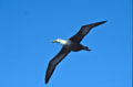 <b>Diomedea irrorata.</b> Espèce endémique. Avec son envergure de 2,35 m, il est le plus grand des oiseaux des Galapagos. Sa nourriture est composée essentiellement de petits poissons et de crustacés. Il lui faudra 6 ans pour atteindre la maturité sexuelle et revenir sur le lieu de sa naissance pour assurer sa descendance. Albatros des Galapagos, Diomedea irrorata, Oiseau de mer, palmipède, espèce endémique 