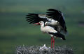 <b>Ciconia ciconia.</b> Charente. Cet échassier populaire arpente les prairies humides, les marécages où il capture les grenouilles, petits rongeurs, taupes et reptiles qui composent son menu. Le couple est uni pour la vie et réoccupe chaque année le même nid qu'il restaure dès son arrivée en mars. Il peut atteindre ainsi jusqu'à 2 m de hauteur. Les 4 oeufs sont couvés durant 1 mois. Les jeunes s'envolent 2 mois plus tard. Les cigognes se rassemblent dès août et gagnent l'Afrique pour hiverner. L'espèce avait presque disparu de l'exagone, mais peuple à nouveau plusieurs régions de France. Cigognes blanches couple. Ciconia ciconia . Echassier de Charente 