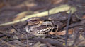 <b>Caprimulgus macrurus.</b> Il est orfèvre dans l'art du mimétisme. Discret et immobile au point qu'un être humain peut passer à quelques cm de lui sans le lever. Oiseau nocturne, il capture principalement des insectes en vol. Engoulevent de Horsfield, roi du mimétisme. 