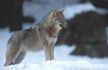 <b>Canis lupus.</b> Bayericherwald. Le loup peut trotter durant des heures et effectuer des pointes de vitesse de l'ordre de 45 km/h. Dans la neige, la pression d'une patte est de 150 g/cm2 alors qu'elle est de 180 pour un caribou et de 3 à 400 pour un cerf. En Angleterre, le loup a été exterminé en 1500. Heureusement, il en reste plus de 3000 en Yougoslavie, autant en Pologne, de 3 à 4000 en Italie et 2000 en Espagne. Loup en hiver. Canis lupus. Bayericherwald. 