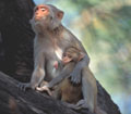 <b>Macaca mulatta.</b> Il vit en troupes importantes et préfère les bordures de forêts à l'intérieur inextricable, se nourrit principalement au sol et nage bien en surface ou sous l'eau parfois. On le rencontre jusqu'à 2.000 m d'altitude. L'organisation sociale se fait autour d'un mâle dominant. Macaque rhésus, singe de l'Inde. 