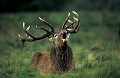 <b>Cervus elaphus.</b> Brame à terre. Cerf rouge, Cerf élaphe, Cervud elaphus, Brame du cerf, mammifère d'Europe. 