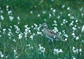 <b>Numenius phaeopus.</b> Courlis corlieu. Echassier. Numenius phaeopus. 