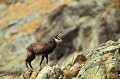 <b>Rupicapra rupicapra.</b> Femelle. Chamois femelle. Rupicapra rupicapra. Mammifère de montagne. Alpes. Mercantour. Vanoise. France. 