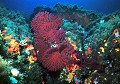 <b>Paramuricea clavata</b>. La Gorgone rouge fait partie de la famille des cnidaires. Animal endémique, invertébré. La Gorgone de Méditerranée.  Paramuricea clavata. Famille des Cnidaires. Animal marin invertébré. Endémique. Réserve de Port Cros. 