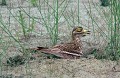 <b>Burhinus oedicnemus.</b> Oedicnème criard. Echassier d'Europe. Burhinus oedicnemus. 