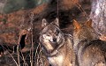 <b>Canis lupus.</b> loup, canis lupus, mammifère, Mercantour. 