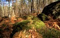  Fontainebleau, forêt de la région parisienne. 