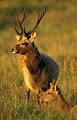 <b>Cervus nippon.</b> Cerf Sika, cervidé, cervus nippon, mammifère. 