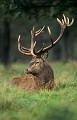 <b>Cervus elaphus.</b> Cerf élaphe, cerf rouge, cervus elaphus, mammifère d'Europe. 