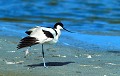 <b>Recurvirostra avosetta.</b> Avocette, Recurvirostra avosetta, échassier d'Europe. 