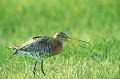 <b>Limosa lapponica.</b> Barge rousse, Limosa lapponica, échassier d'Europe. 