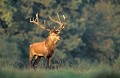 <b>Cervus elaphus.</b> Cerf élaphe, cerf rouge, mammifère d'Europe, cervidés; 
