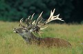 <b>Cervus elaphus.</b> Tête en lambeaux. Cerf élaphe, cerf rouge, Cervus elaphus, cerf période des lambeaux. 