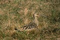<b>Numenius phaeopus.</b> Courlis corlieu, Numenius phaeopus, échassier d'Europe, 