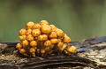  Champignons sur branche d'arbre mort. forêt d'Europe. 