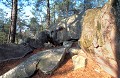  Forêt domaniale de Fontainebleau. Forêt de France. 