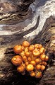  Champignons sur branche morte. Forêt d'automne. 