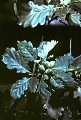  Feuille de chêne avec glands. 