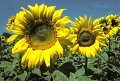  Tournesols, fleurs, champ de fleurs. 