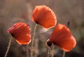  Coquelicots, fleurs rouges des champs. 