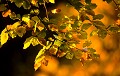  Feuillage d'automne. Chêne en automne. 
