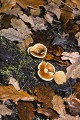  Champignon d'automne. 
