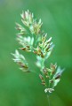  Herbes graminées, champs d'herbes, printemps dans les champs. 
