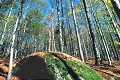  Forêt en automne en Europe, forêt de bouleaux, mousse, forêt de zones tempérées. 