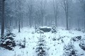  Forêt de bouleaux en hiver, Europe centrale. 