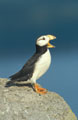 <b>Fratercula corniculata.</b> Il se nourrit exclusivement en mer. Répandu dans l'océan Pacifique nord, en mer de Béring, des côtes arctiques est de la Sibérie aux îles Aléoutiennes et sud de l'Alaska, il hiverne le long des côtes nord du Japon. Macareux cornu, Fratercula corniculata, oiseau de mer de la famille des Alcidés, mers de Béring et d'Okhotsk, océan Pacifique nord. 