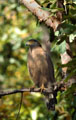 <b>Spilornis cheela.</b> Appelé aussi aigle des serpents, ce rapace habite les plaines, les forêts jusqu'à 2.000 m d'altitude. Sa répartition couvre l'ensemble du continent indien. C'est un chasseur à l'affût dont le régime alimentaire varié se compose de grenoulles, lézards, rats et serpents. Serpentaire bacha ou aigle des serpents, rapace de l'Inde. 