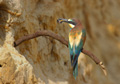 <b>Merops apiaster.</b> Charente. Les couleurs du plumage de la femelle sont plus ternes, ce qui est courant chez les oiseaux. Le séjour au fond du nid durant les 3 semaines de couvaison endommage considérablement les plumes. Guêpier d'Europe femelle avec un bourdon dans le bec. Merops apiaster 