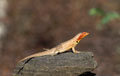 <b>Microlophus grayi.</b> Espèce endémique. Il se nourrit d'insectes, de plantes ou de certaines fleurs. Il est la proie des buses, serpents, hérons et moqueurs. Lézard des laves, Microlophus grayi, espèce endémique. 