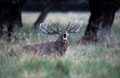 <b>Cervus elaphus.</b> Dyrehaven. Au terme de plusieurs semaines de brame, un mâle fatigué peut perdre sa place de pacha et errer, seul. Cerf élaphe bramant à terre. Dyrehaven. 