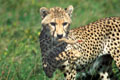 <b>Acinonyx jubatus.</b> Serengeti, Tanzanie. Guépard avec patte de lièvre. Sérengeti. Tanzanie 