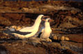 <b>Sula dactylatra granti.</b> Récemment établie comme une sous-espèce de Sula dactylatra. Avec une envergure d'1,50 m, il est le plus grand des 3 fous de l'archipel. Excellent plongeur, il pêche loin des côtes. Fou masqué, Fou de Nazca, Sula dactylatra granti sous-espèce de Sula dactylatra, oiseau des mers tropicales et des îles Galapagos. 