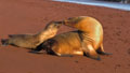 <b>Zalophus californianus wollebacki.</b> De retour sur la plage, la femelle reconnaîtra son jeune à ses cris et à son odeur. Ce dernier parviendra à se nourrir seul vers le cinquième mois. Le régime alimentaire est composé principalement de poissons. Otarie des Galapagos, Zalophus californianus wollebacki, mammifère marin. 